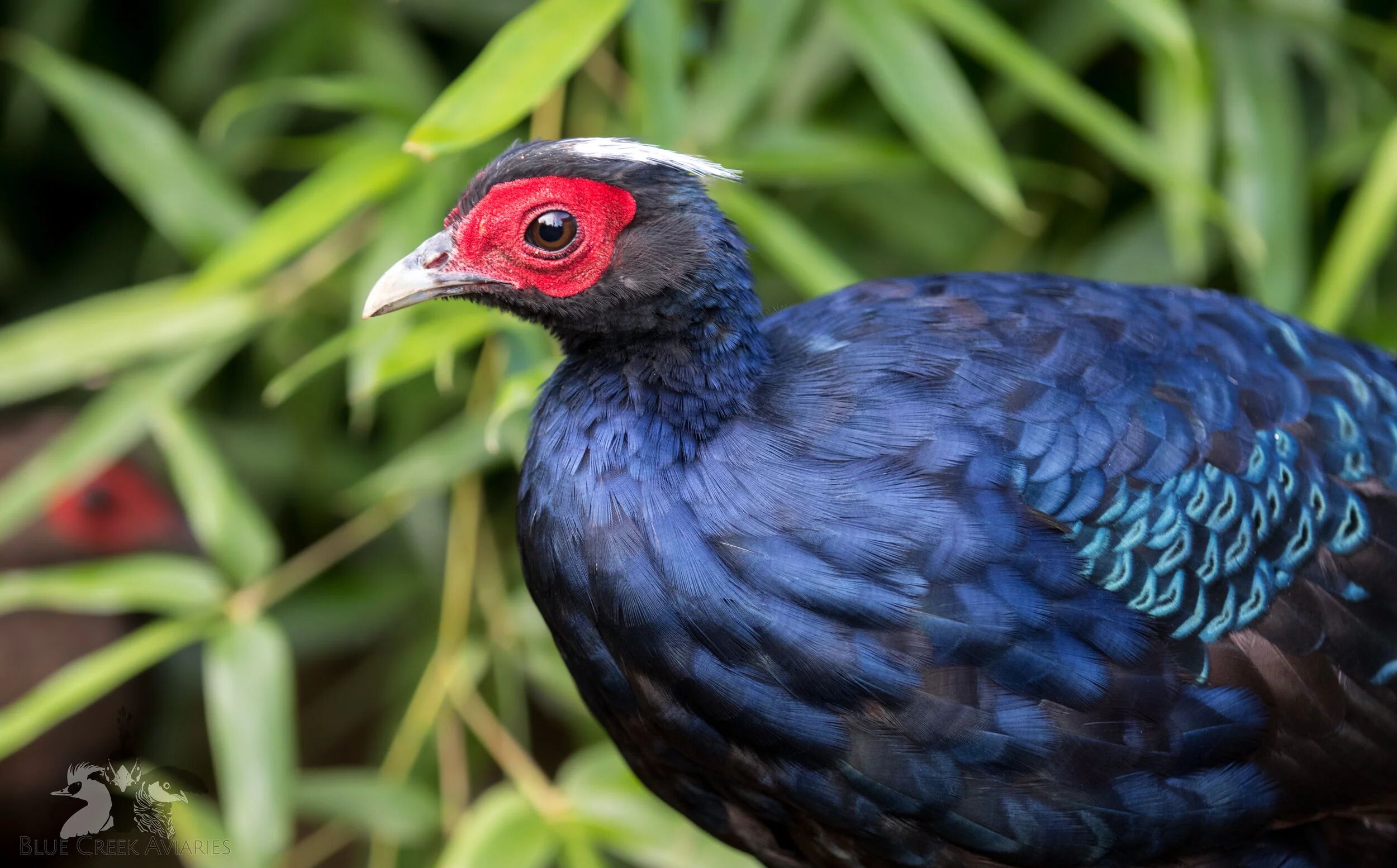 Discover rare endemics in Vietnam’s ancient forests